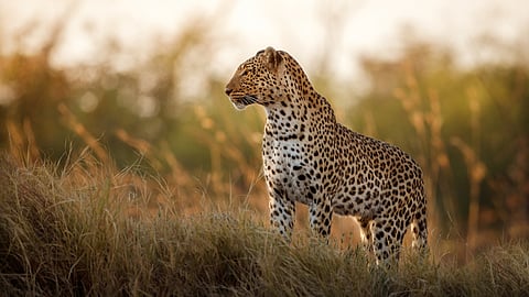 Leopard Attack