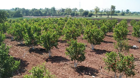 Fruit Crop Cultivation
