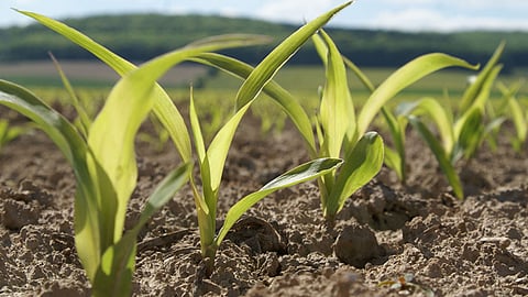 Maize Sowing