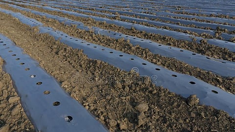 Plastic Mulching