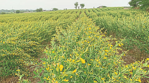 Tur Cultivation