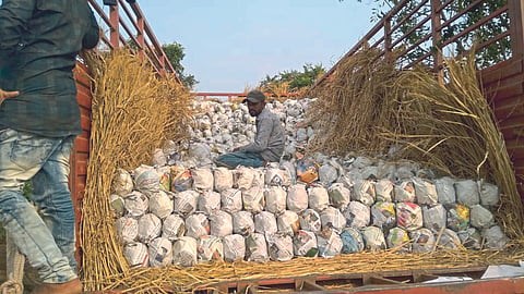 Papaya Market