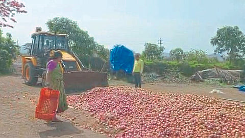Onion Crop Damage