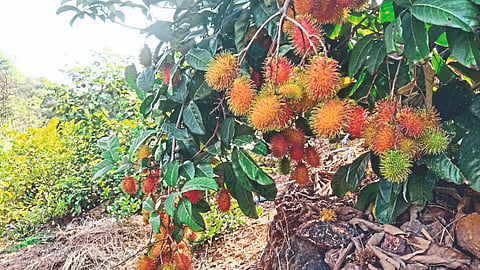 Rambutan