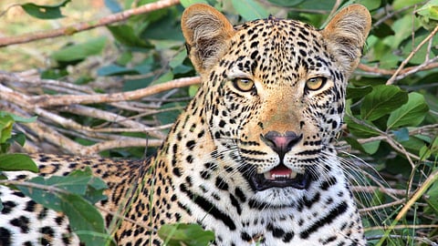 Leopard Attack