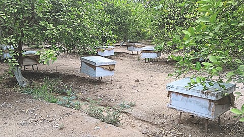 Beekeeping Update