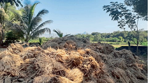 Rice Harvesting