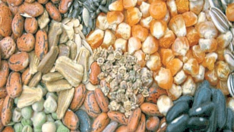 Seed
