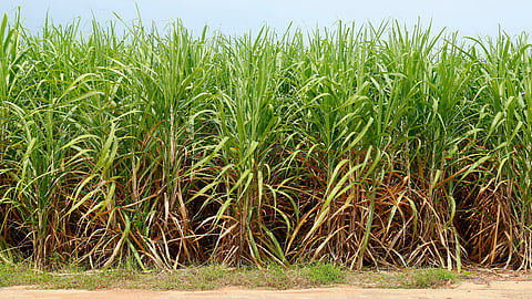 Sugarcane