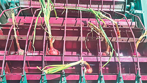 Onion Harvesting Machine