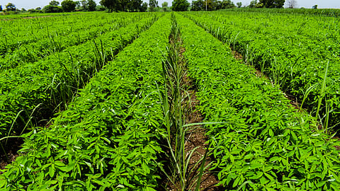 Green Manuering Crop