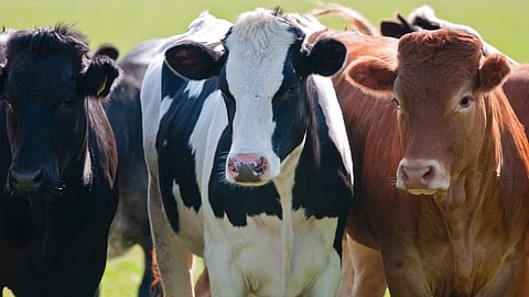 HF Cow