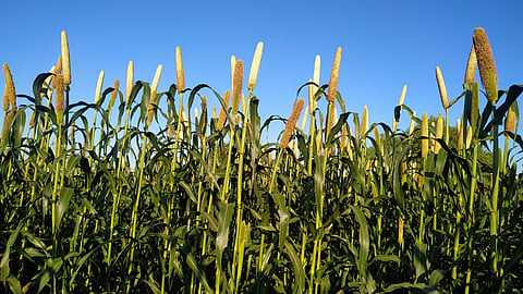 Bajara Crop