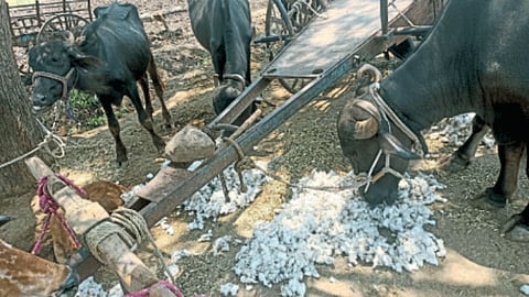Cotton
