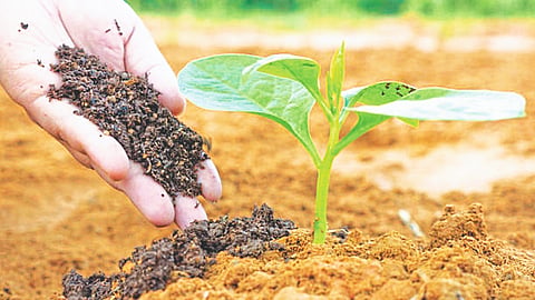 Organic Farming