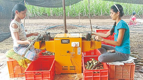 Sugarcane Producer