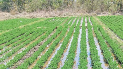 Natural Farming