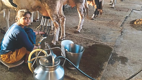 Dairy Business
