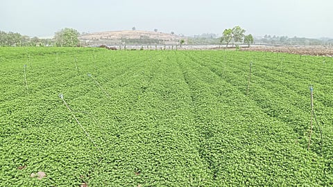 Mint Update