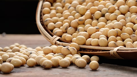 Soybean Market