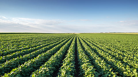 Soybean Production