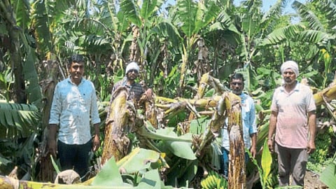 Banana Damage