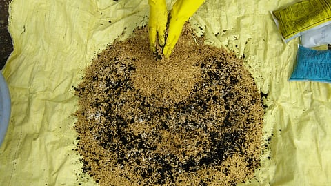 Paddy Seed Treatment