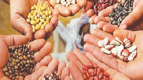 Kharif Sesson Seed