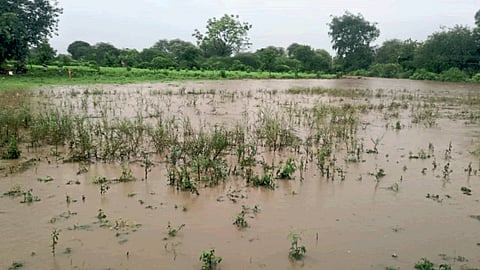 Crop Damage