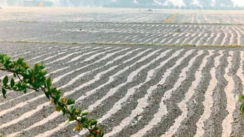 Crop Damage In Satana