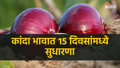Onion Market