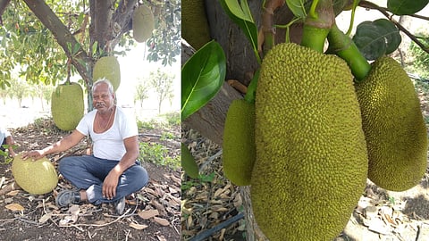 Indian Agriculture