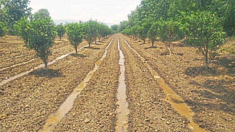 Cotton Sowing