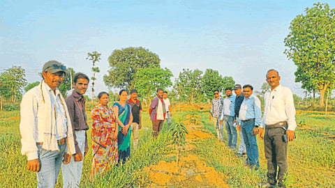 Paddy Farming