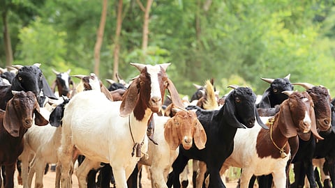 Goat Feed Management