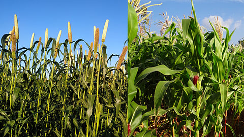 Fodder Crop