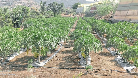Papaya