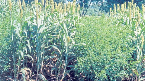 Dryland Crop Management