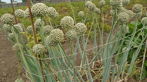 Onion Seed