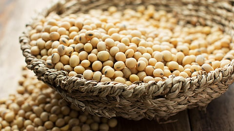 Soybean Rate