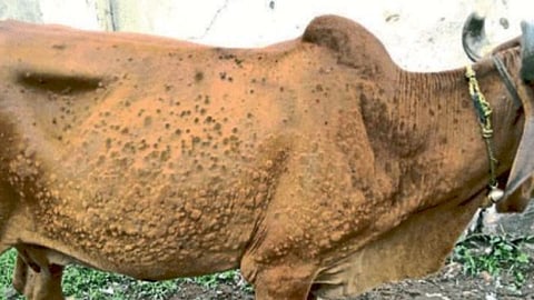 Lumpy Skin