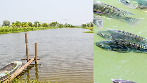 Fish Farming