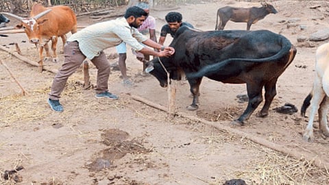 Animal Vaccination