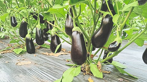 Brinjal Cultivation