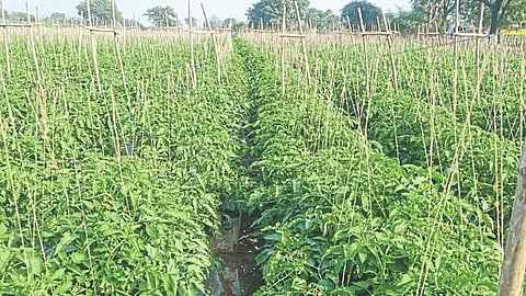 Tomato Farming