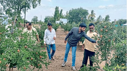 Pomegranate Orchard
