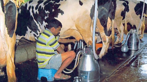 Milk Update