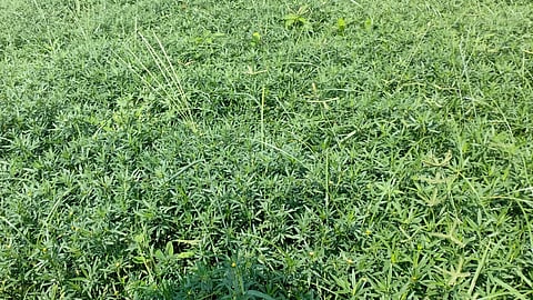 Stylo Grass Cultivation