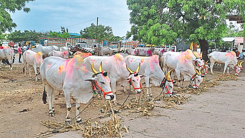 Nampur Animal Market