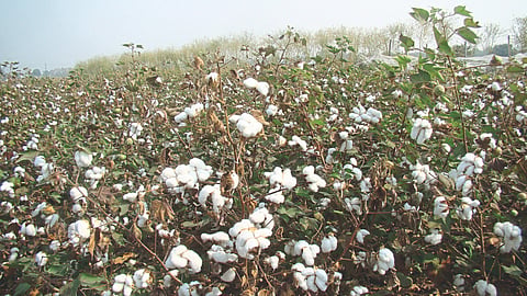 Cotton Update
